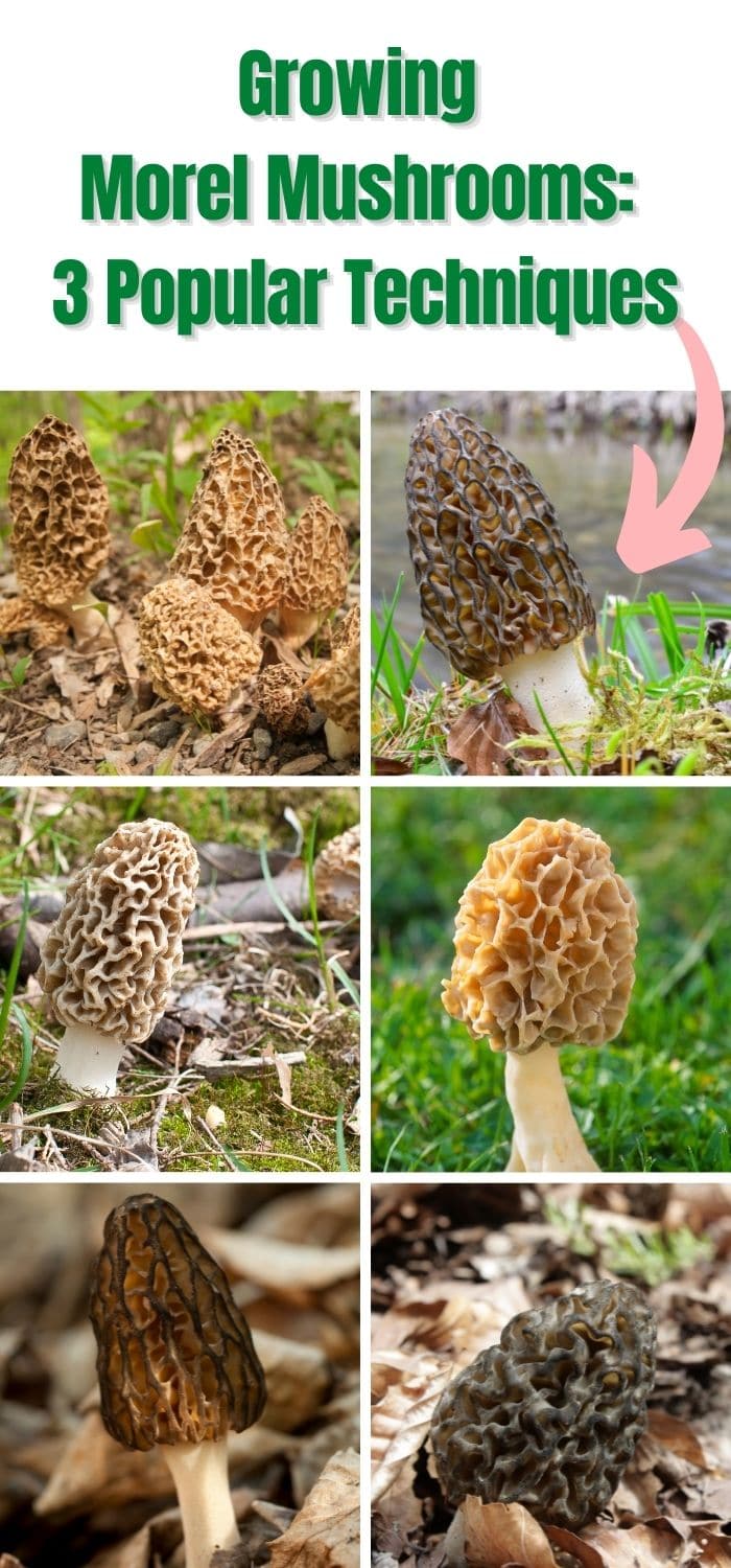 Growing Morel Mushrooms: 3 Popular Techniques - Mushroom Appreciation