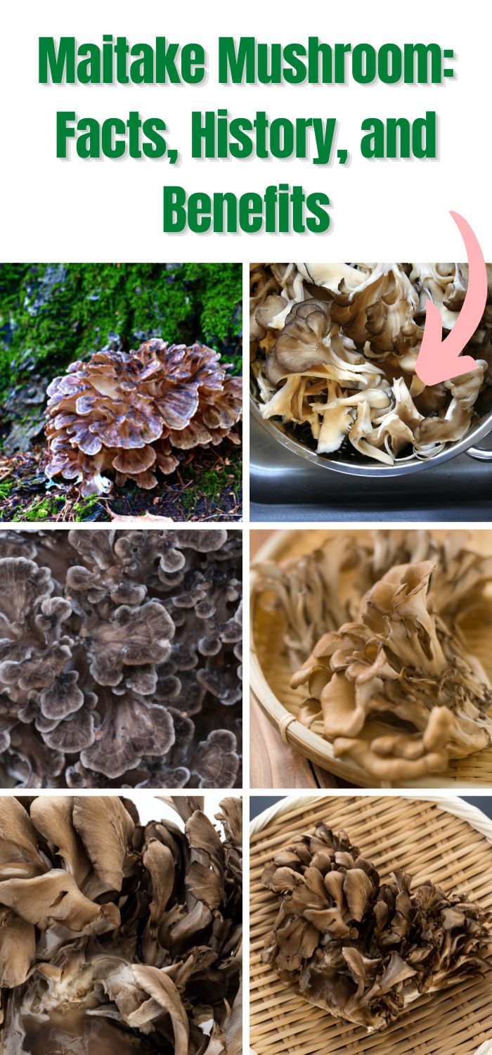 The Maitake Mushroom Identification, Foraging, Lookalikes Mushroom