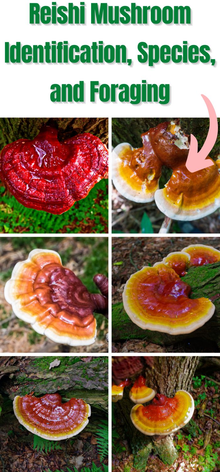 Reishi Mushroom Identification, Species, and Foraging Mushroom Appreciation