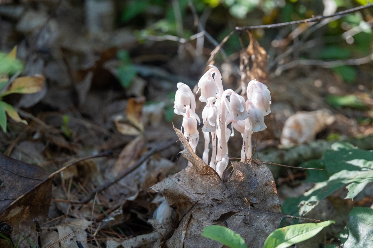 ghost pipe plant