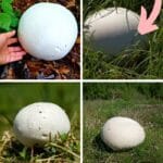 Giant Puffball Mushrooms: Identification, Foraging, and Recipes - Mushroom  Appreciation