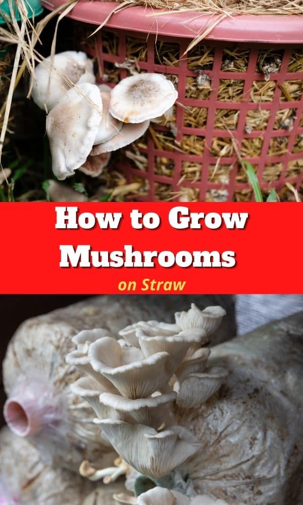 How to Grow Mushrooms on Straw Mushroom Appreciation