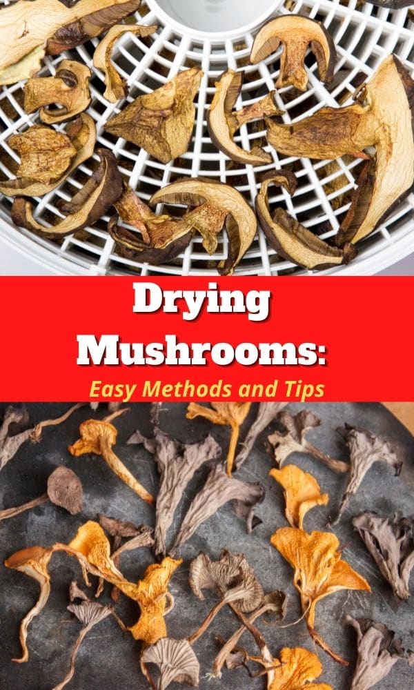 Drying Mushrooms Easy Methods and Tips Mushroom Appreciation