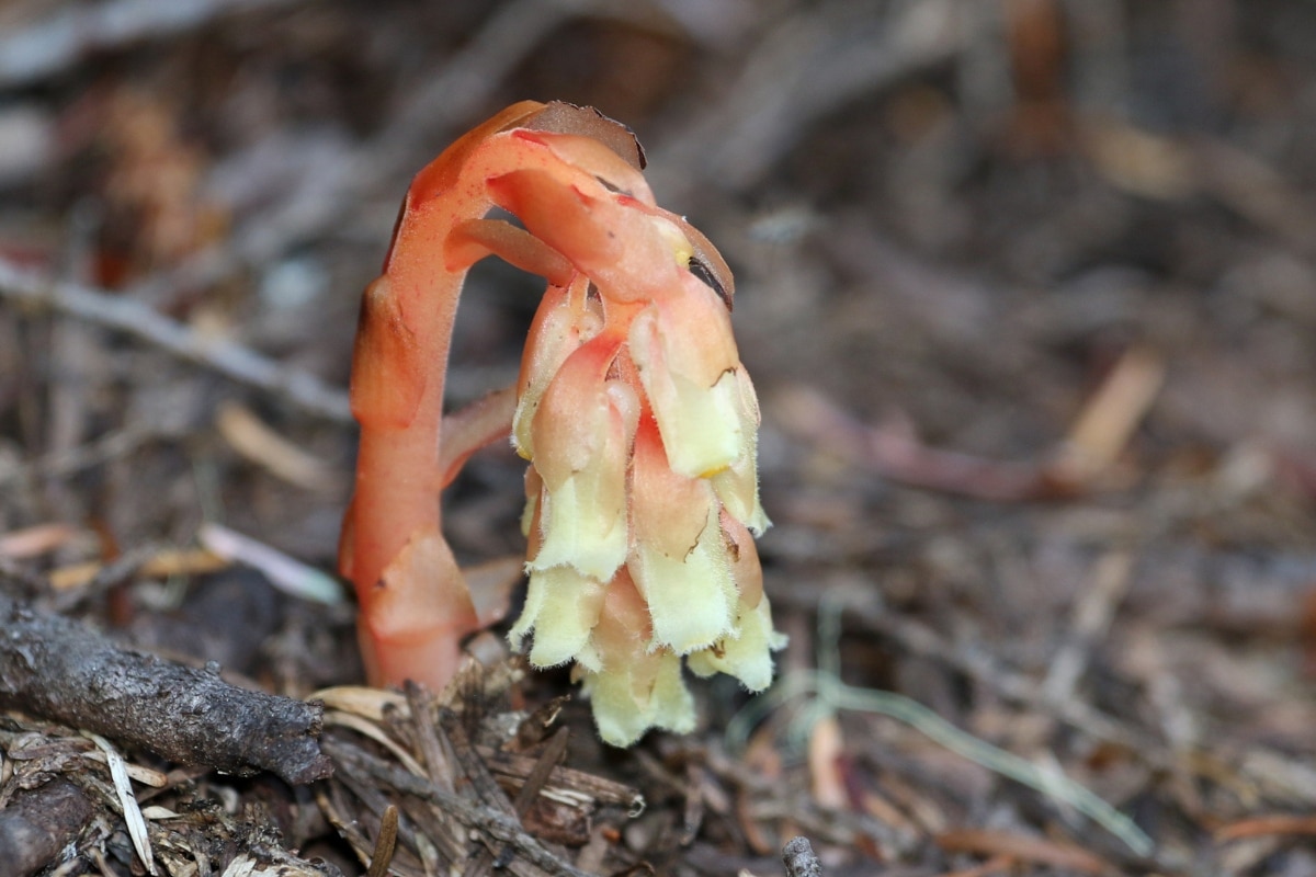 Monotropa hypopitys