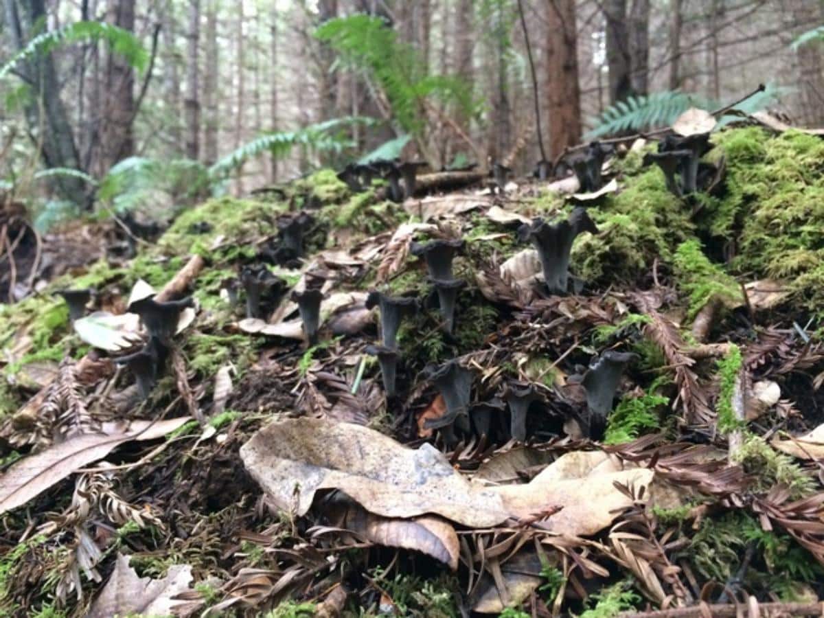 Craterellus calicornucopioidescr