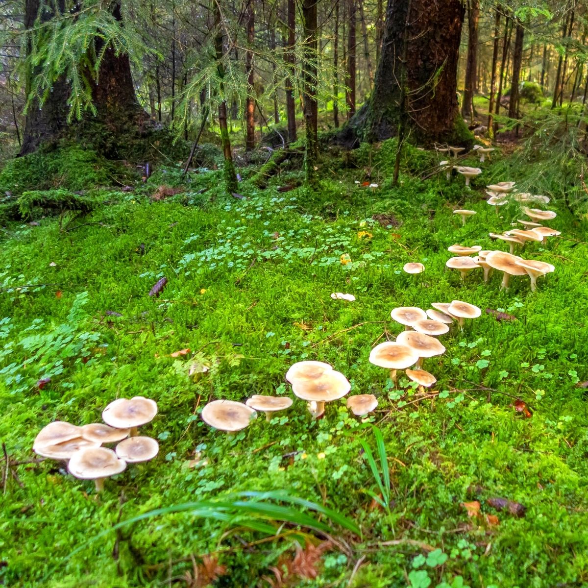 Fairy-Ring.jpg