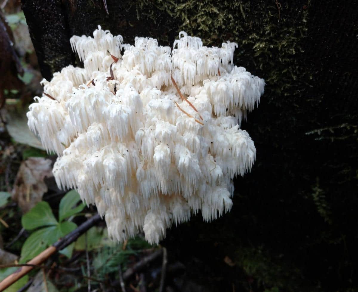 Hericium abietis