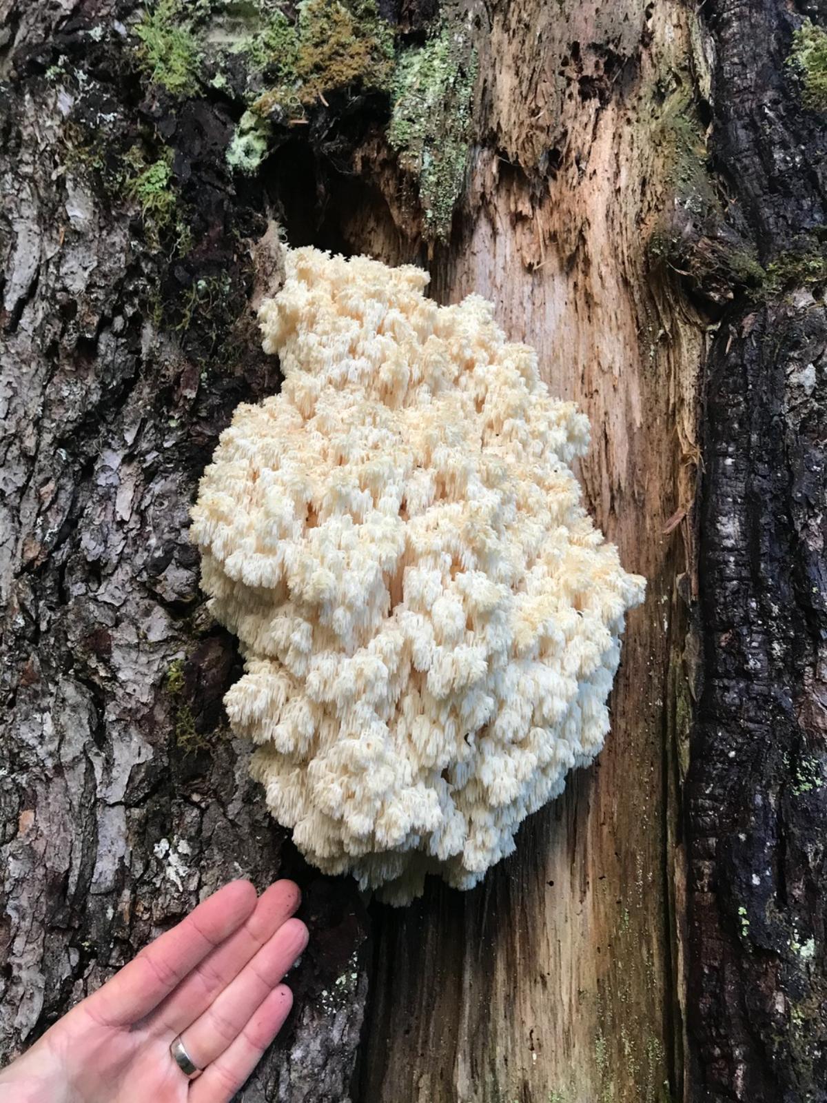 Hericium abietis