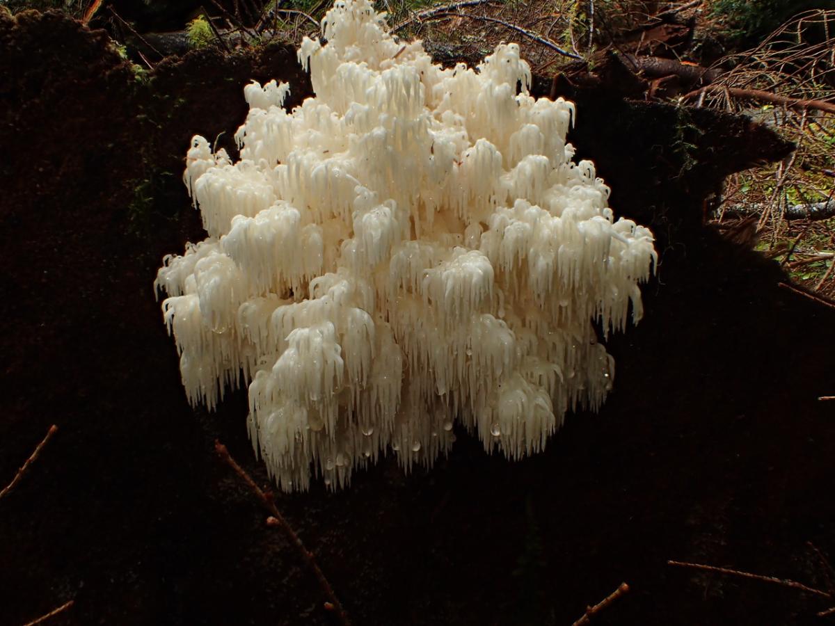 Hericium abietis