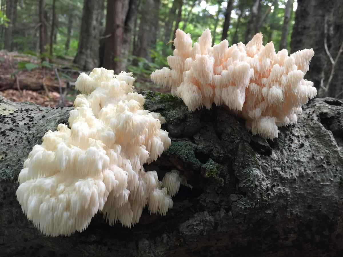 Hericium americanum, Lion's Mane mushroom