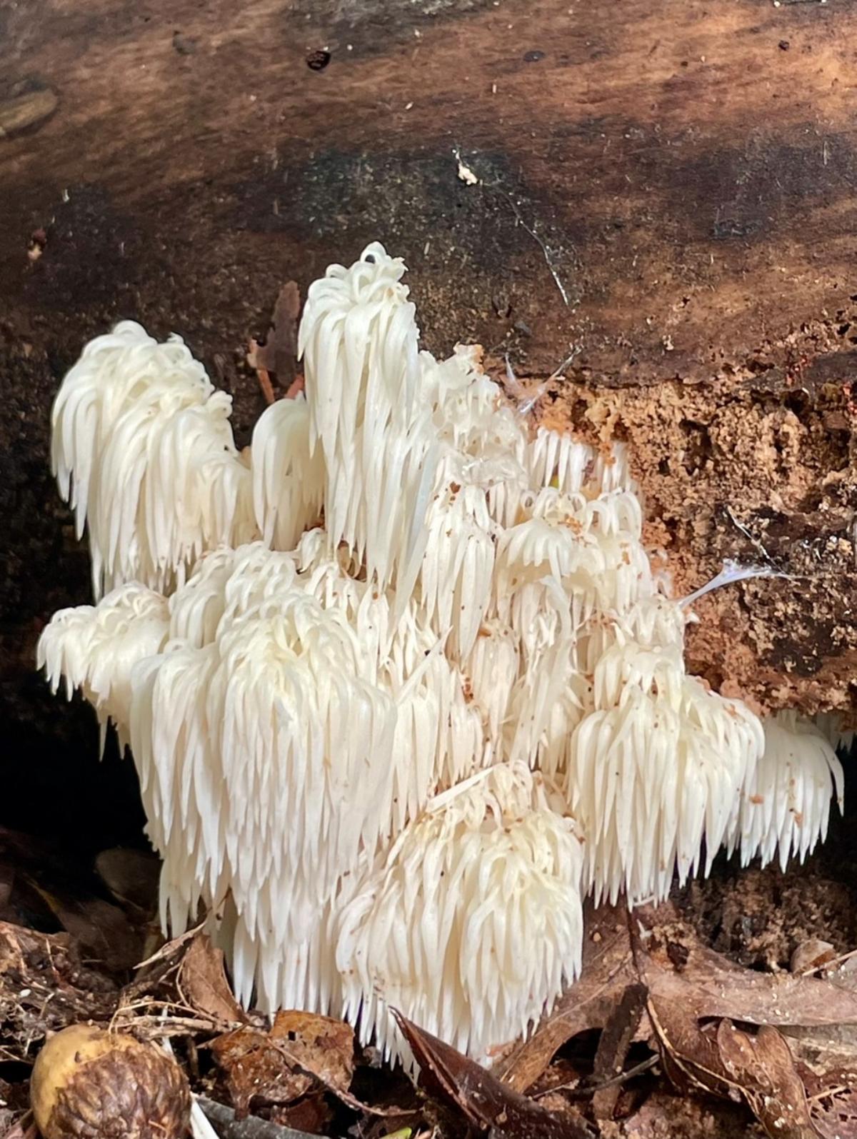 Hericium americanum