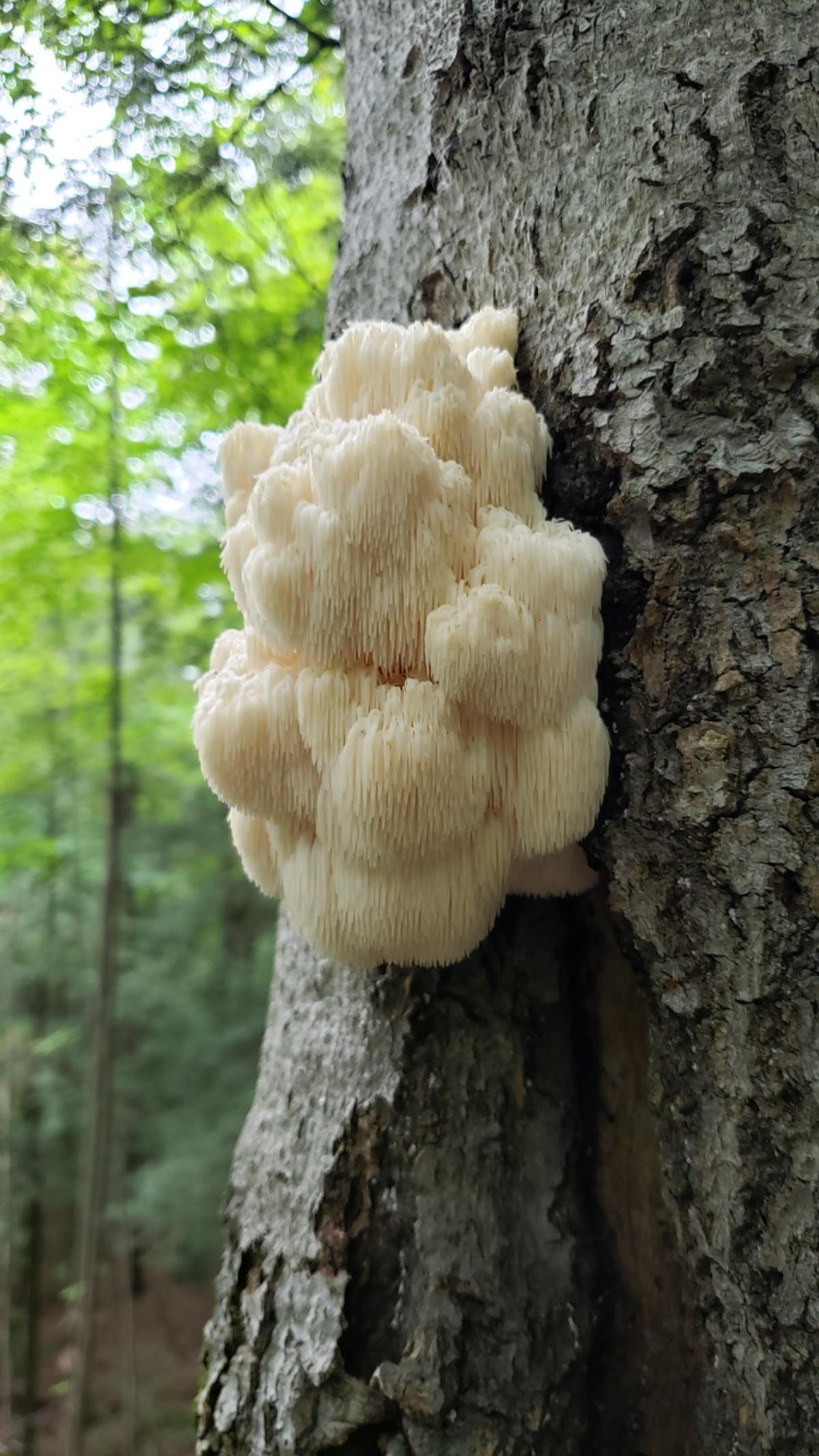 Hericium americanum