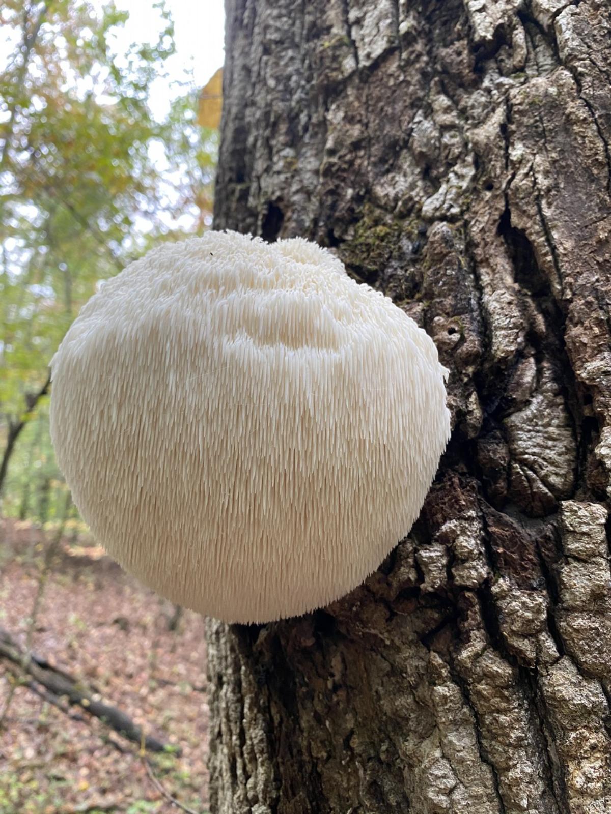 Hericium erinaceus