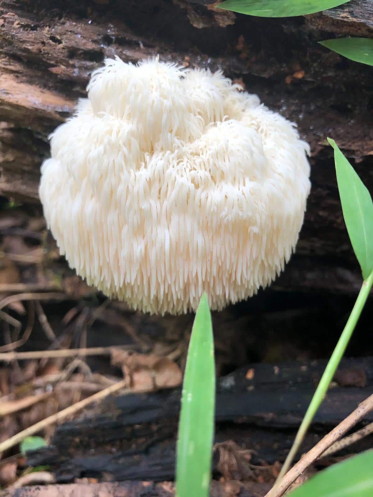 Hericium erinaceus