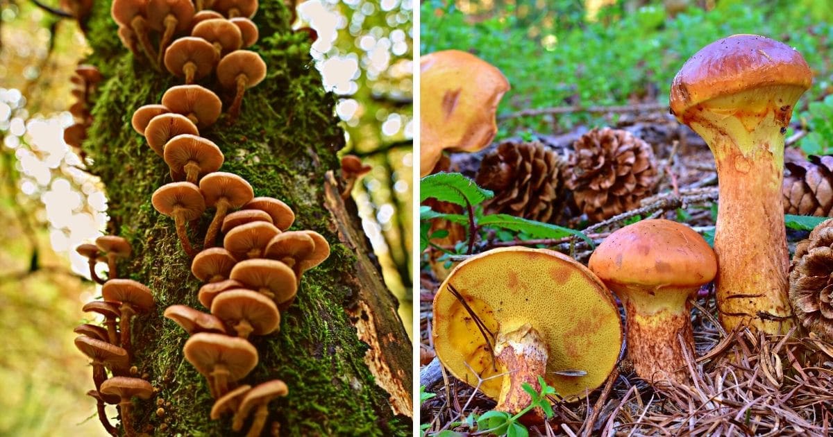 Wild Mushroom Identification and Habitat (Trees, Soil, Environment