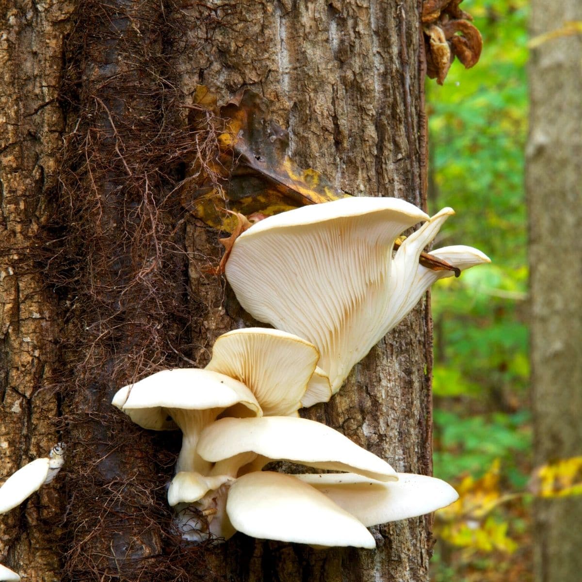 Mushroomate - Have you seen a white fuzz on oyster