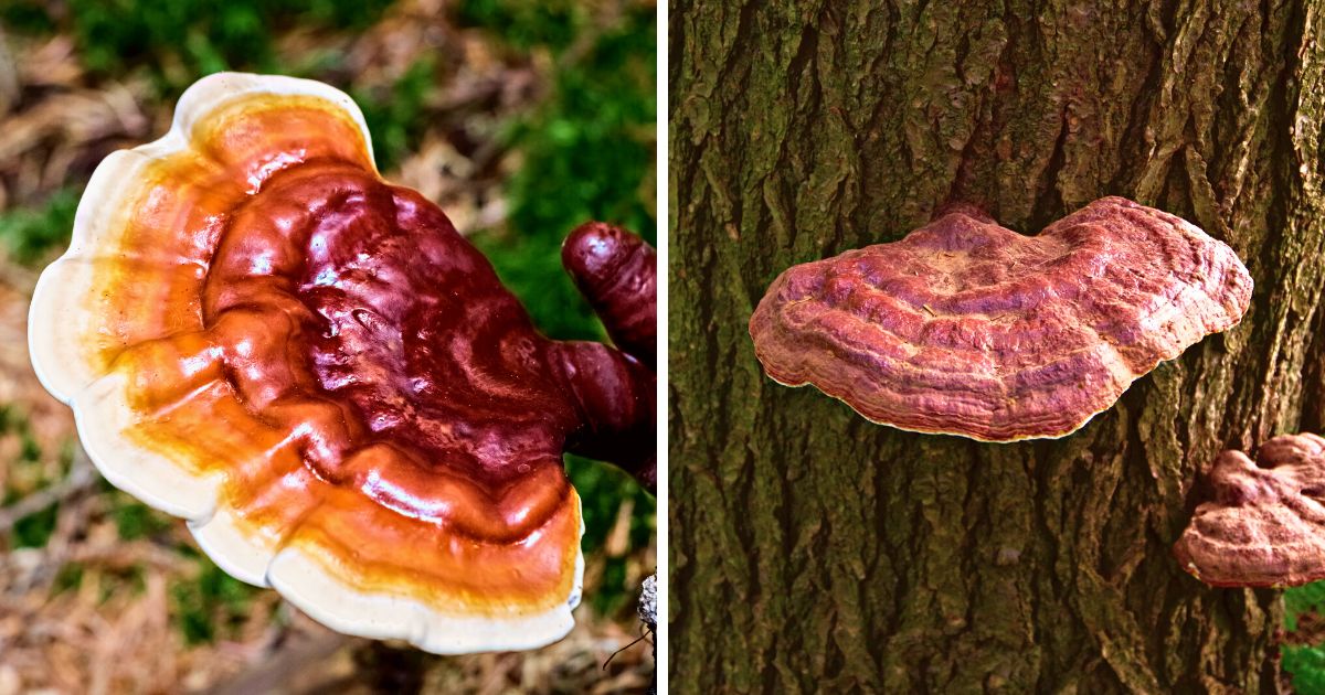 Reishi Mushroom Identification, Species, and Foraging Mushroom