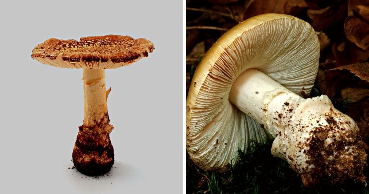 Bulbous stem base of the amanita mushroom