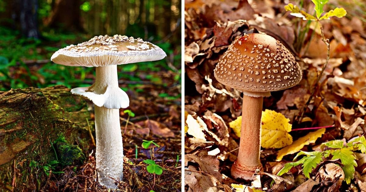 Ring around the stem on the amanita mushroom