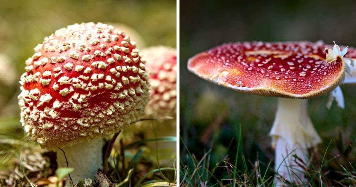 umbrella shaped cap of the amanita