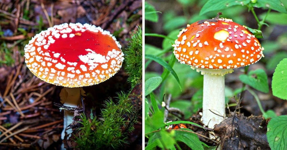 Dots or warts on the amanita cap