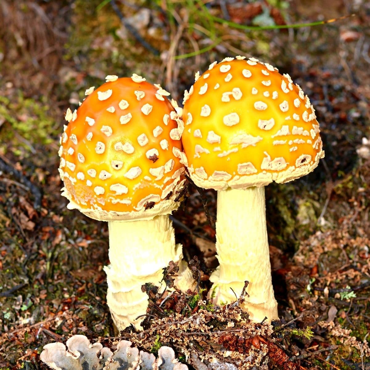 Two yellow amanita buttons