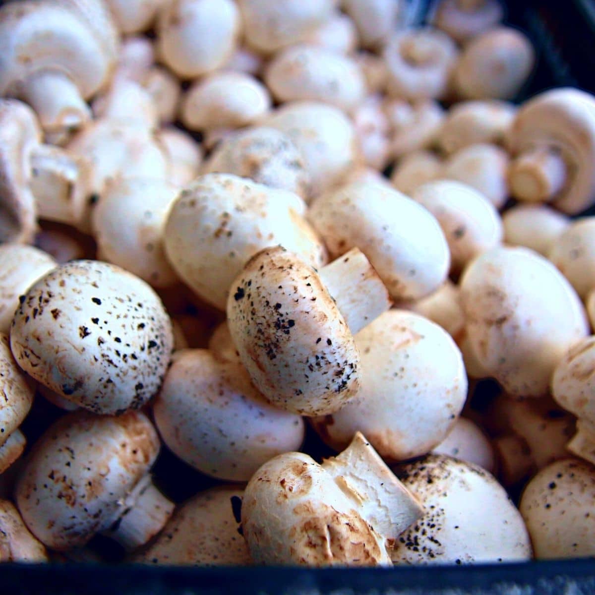 white button mushrooms