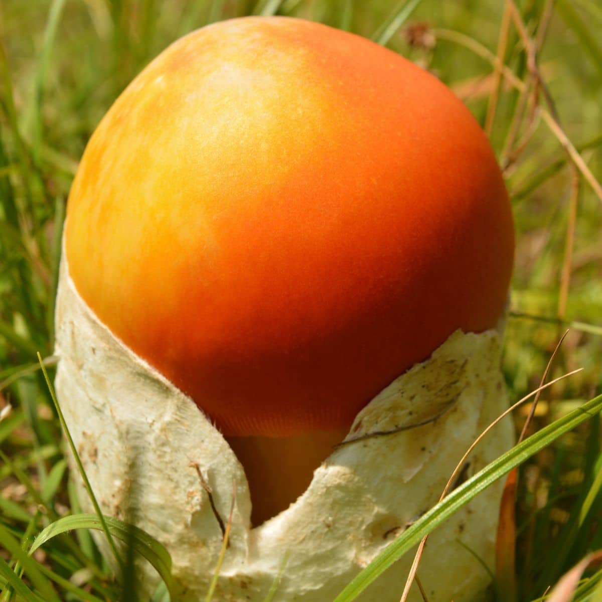 button amanita caesarii