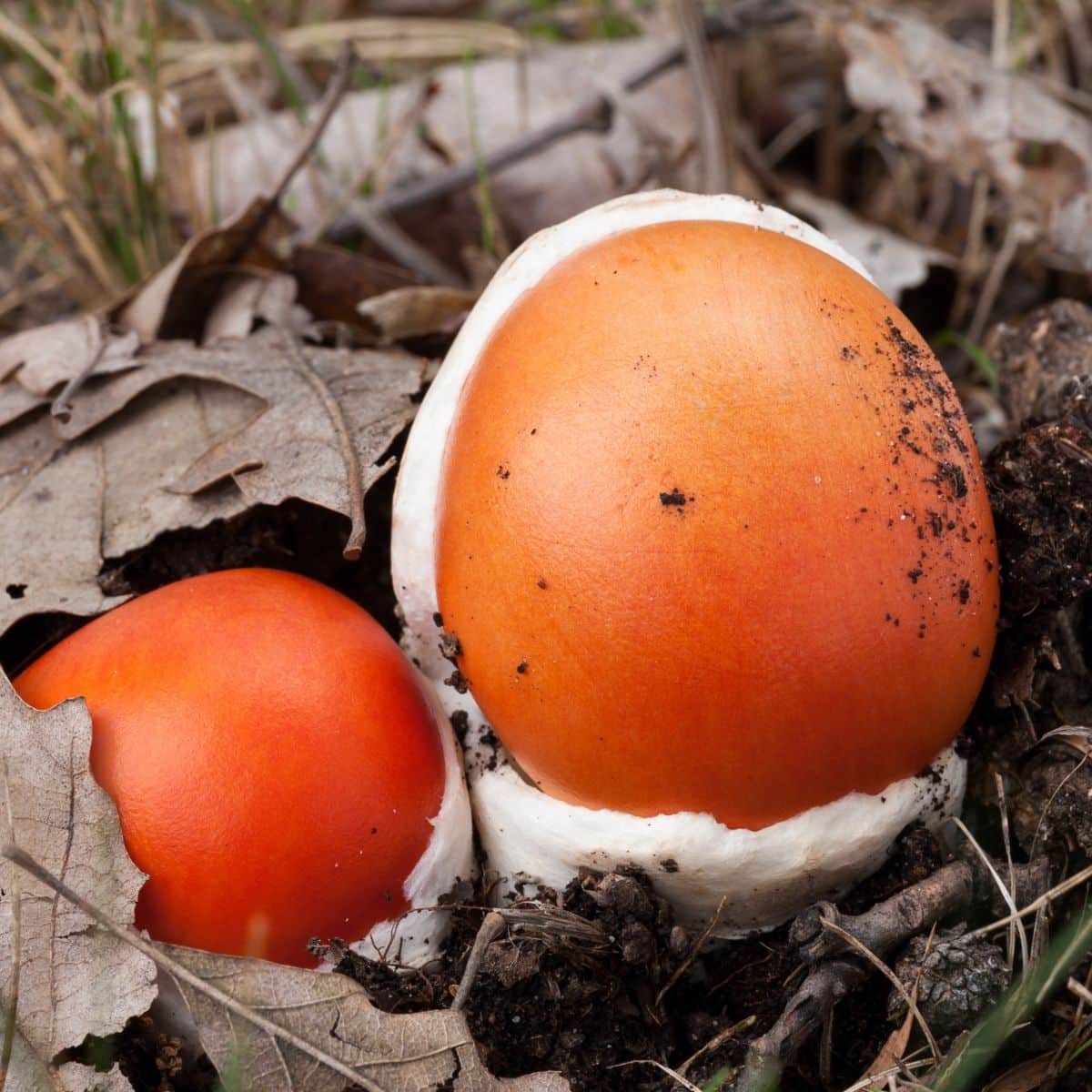 amanita ceasarea