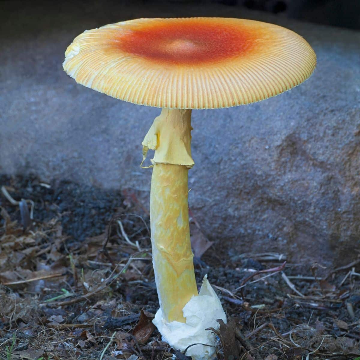 caesar amanita