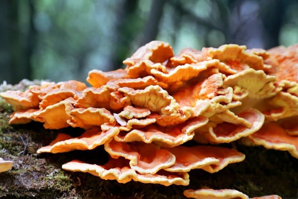 Laetiporus cincinnatus chicken of the woods type growing on a mossy tree.