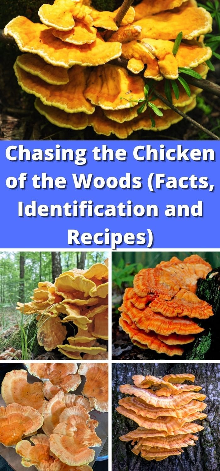 Chasing the Chicken of the Woods (Facts, Identification, and Recipes) - Mushroom Appreciation