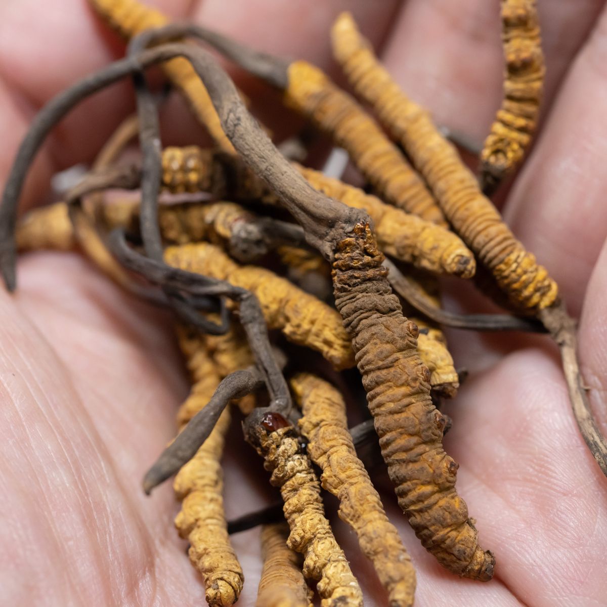 Ophiocordyceps sinensis