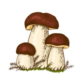 MUSHROOMS!