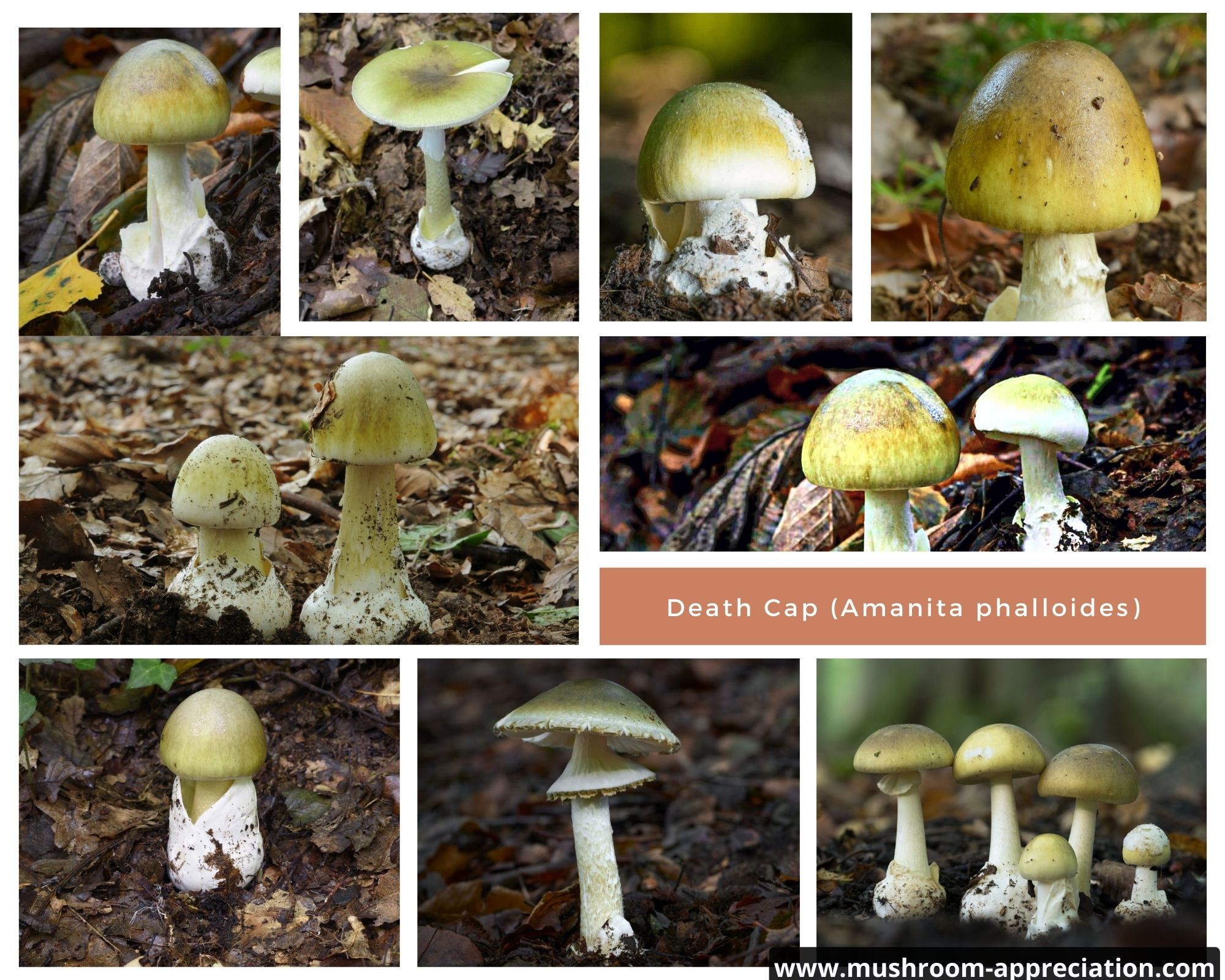 How To Identify Amanita Phalloides