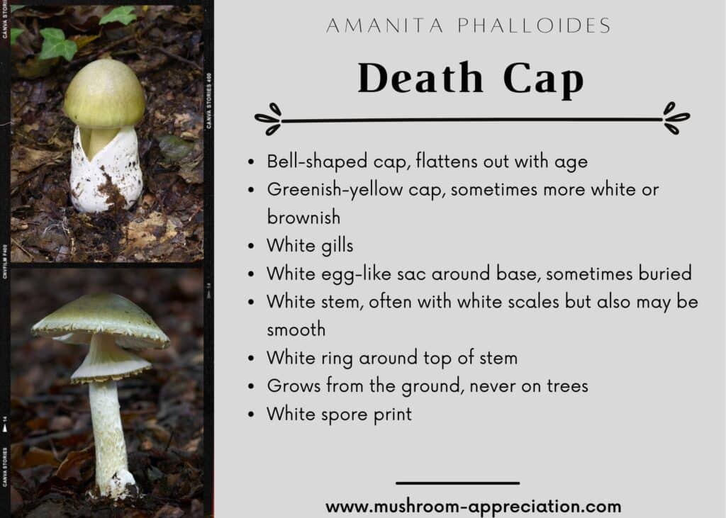 The Death Cap and Other Poisonous Amanita Mushrooms Mushroom Appreciation