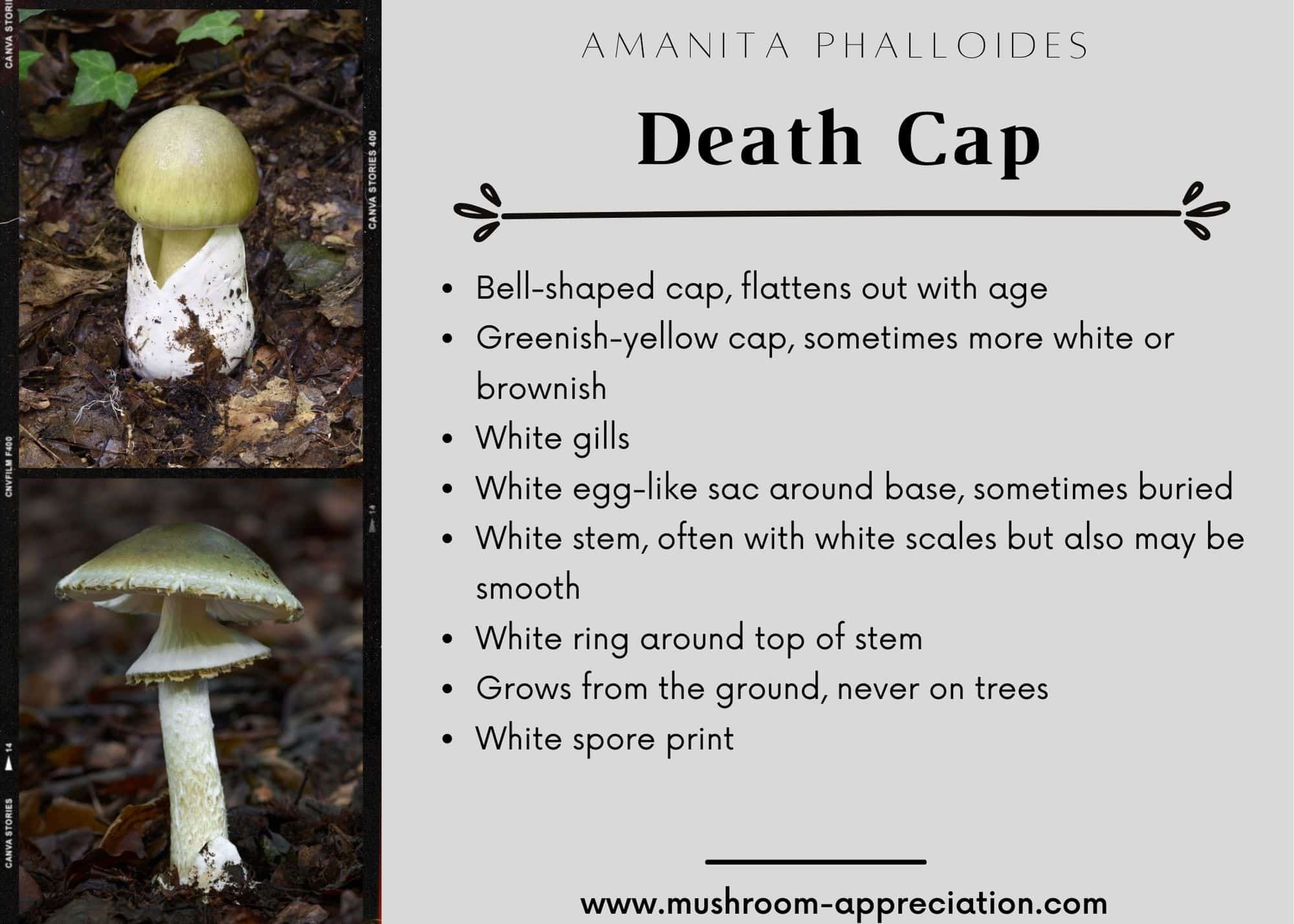The Death Cap And Other Poisonous Amanita Mushrooms Mushroom Appreciation