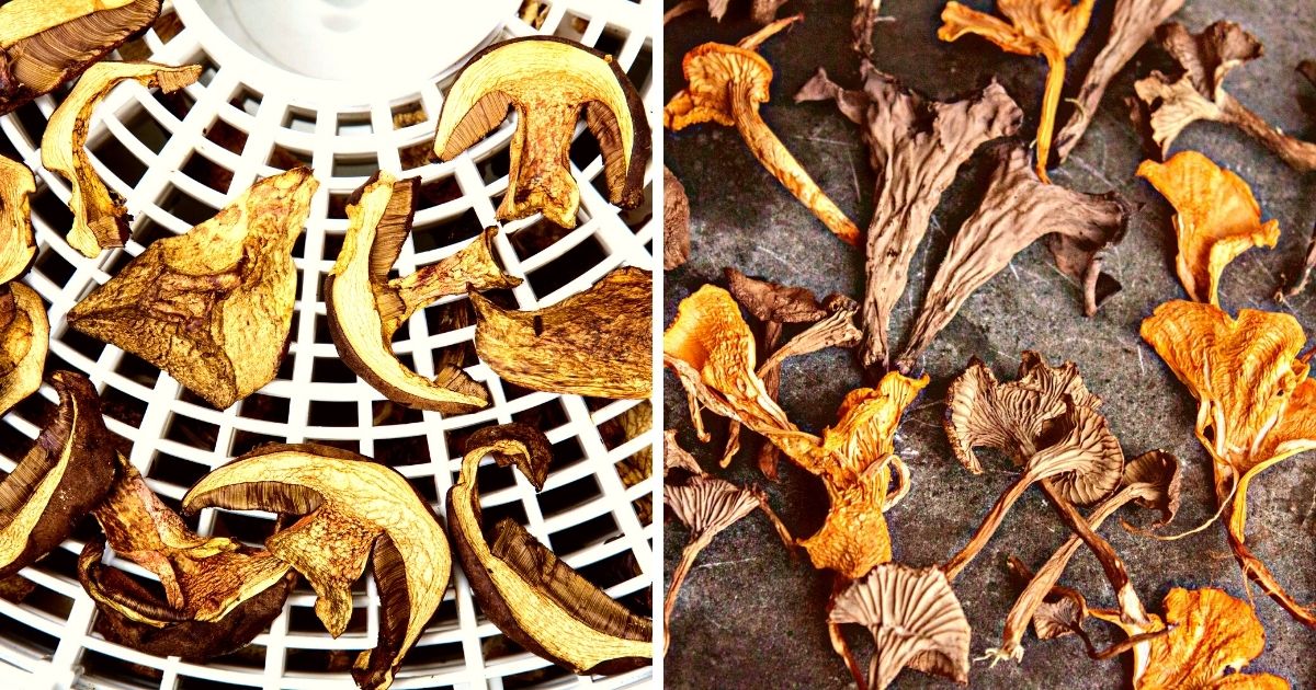 Drying Mushrooms Easy Methods and Tips Mushroom Appreciation