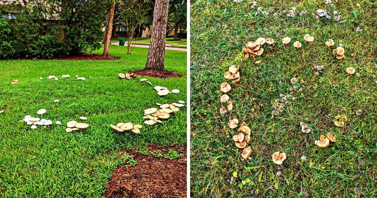 Magical Fairy Rings The Science and Folklore Mushroom Appreciation