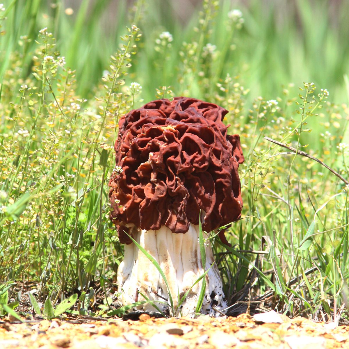 false morel