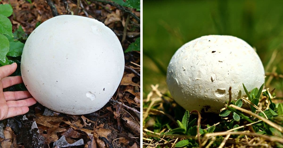 Giant Puffball Mushrooms Identification, Foraging, and Recipes