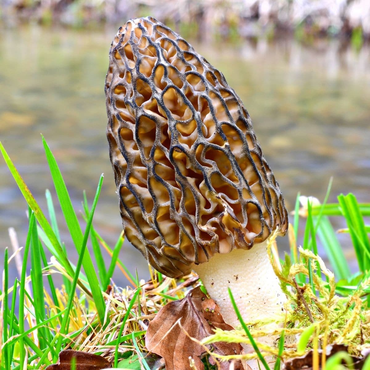 black morel