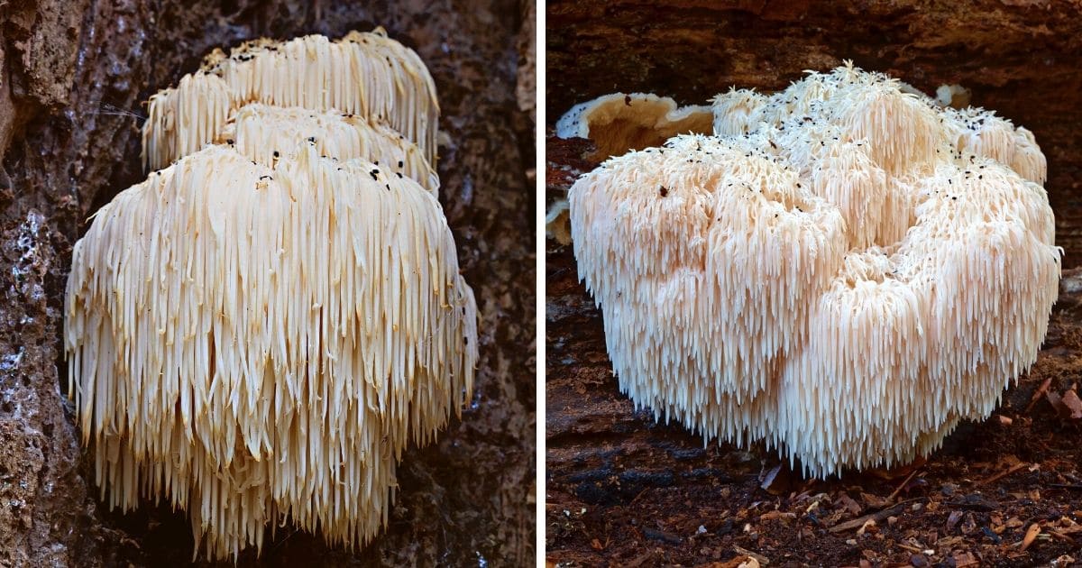 Lions mane mushroom