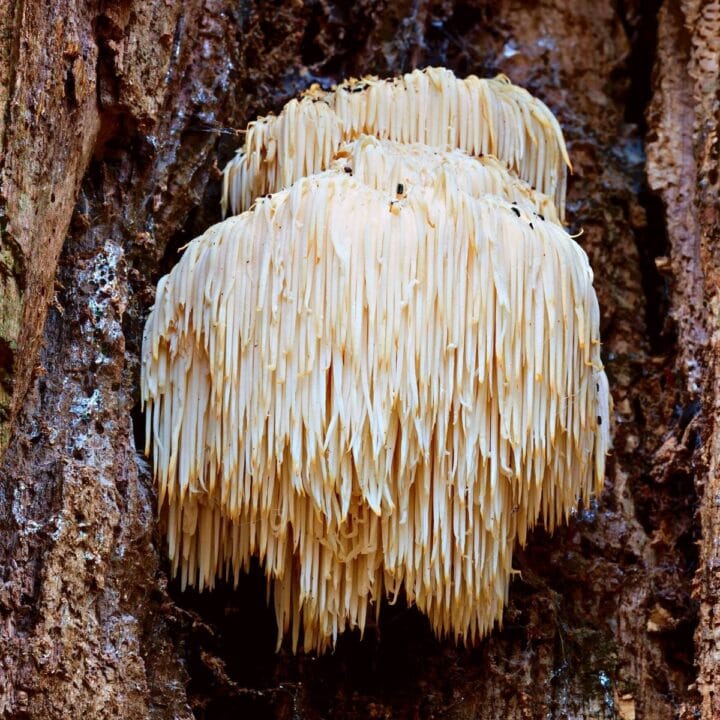 Lion's Mane Mushroom Appreciation