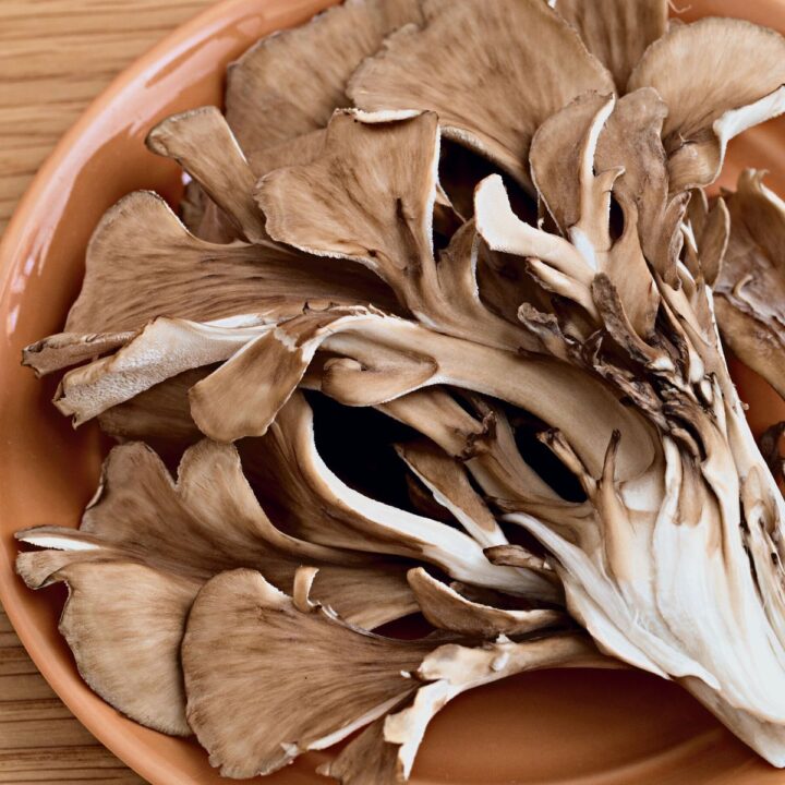 Hen of the Woods Mushroom Appreciation