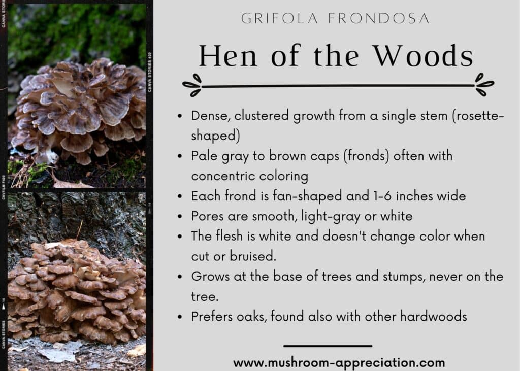 The Maitake Mushroom Identification, Foraging, Lookalikes Mushroom