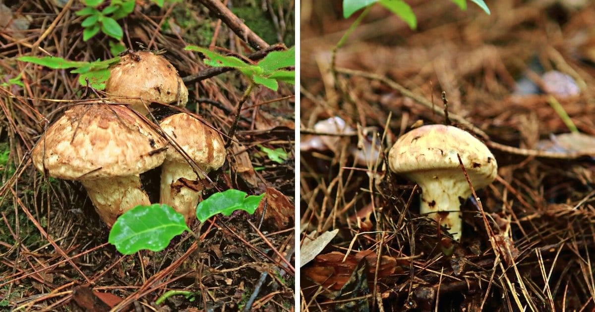 The Marvelous Matsutake Mushroom Mushroom Appreciation