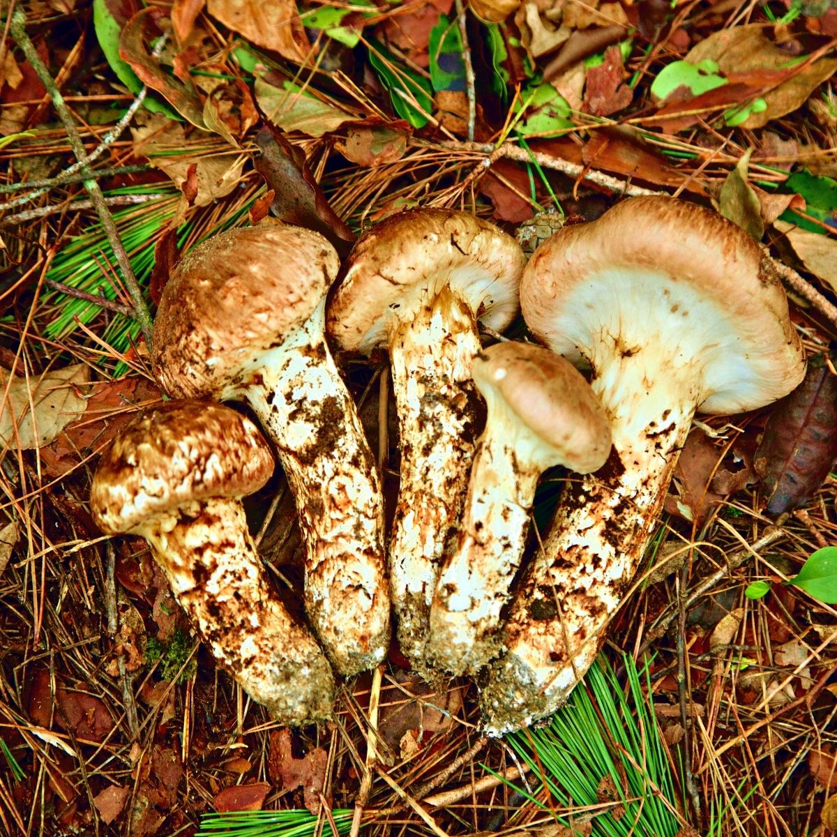 Mushroom in the autumn forest. Close-up of male hand puts a golden ring on  the mushroom cap. The ground is covered with fallen leaves and pine  needles. Moscow region, Russia. Stock Photo |