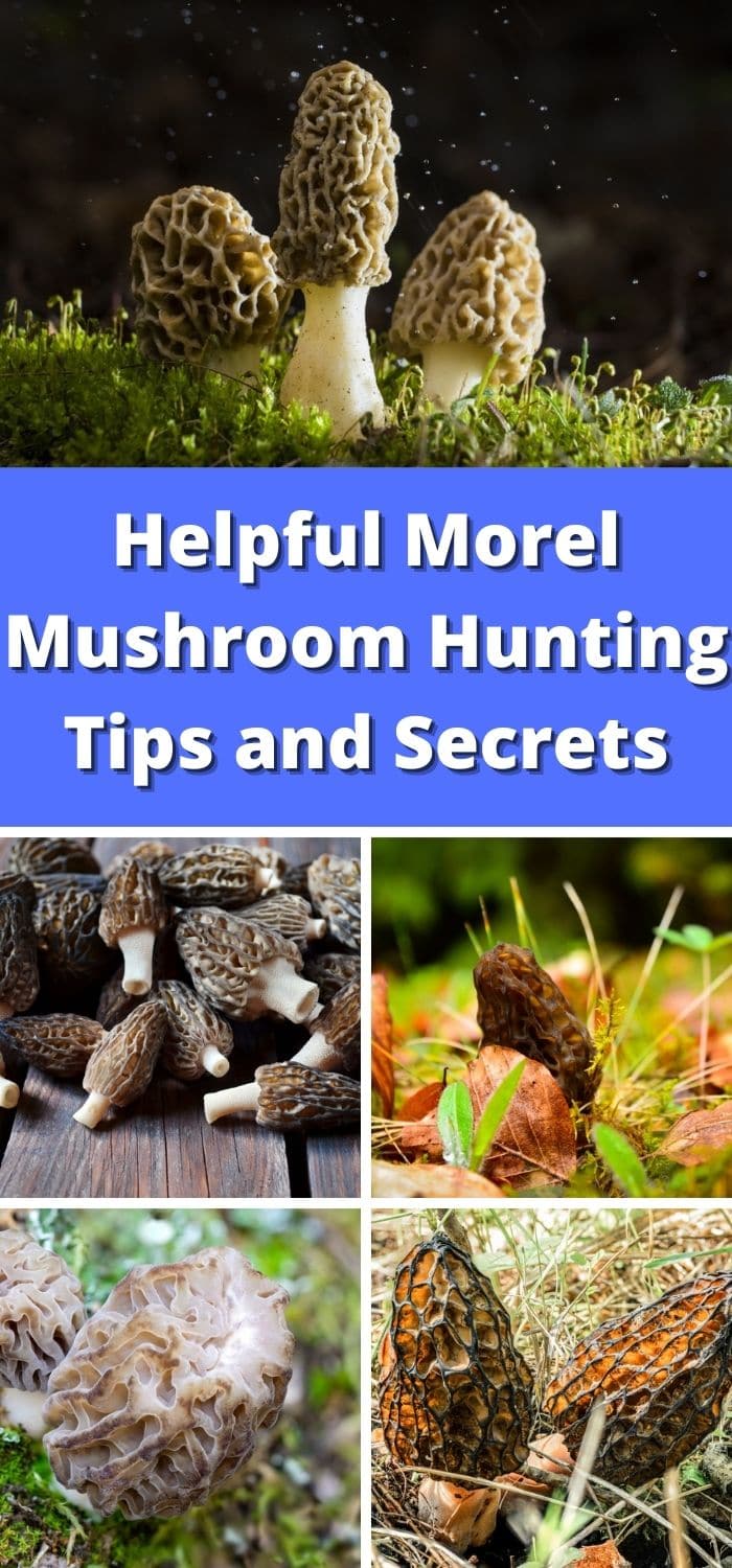 Helpful Morel Mushroom Hunting Tips and Secrets Mushroom Appreciation