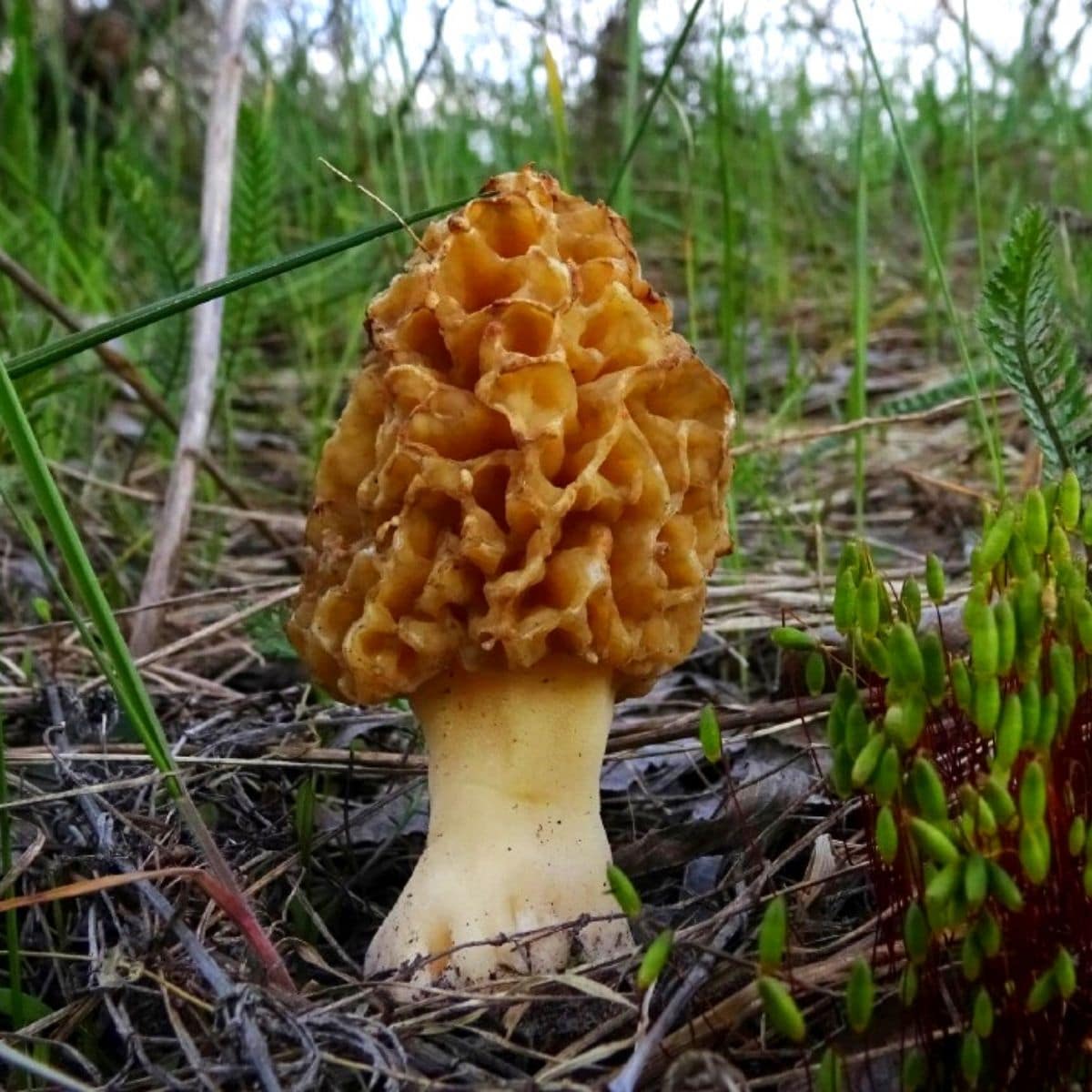 Morel Mushroom Appreciation